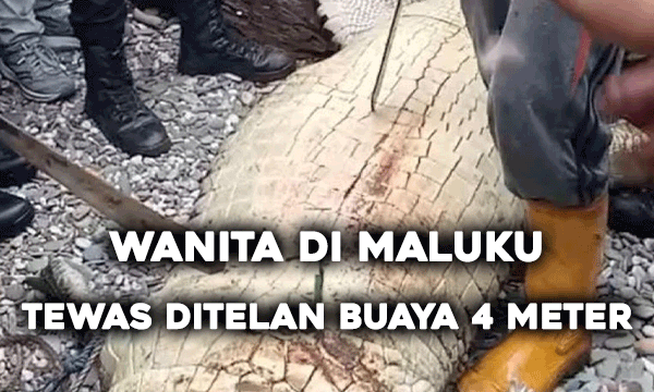 Wanita di Maluku Tewas Ditelan Buaya 4 Meter