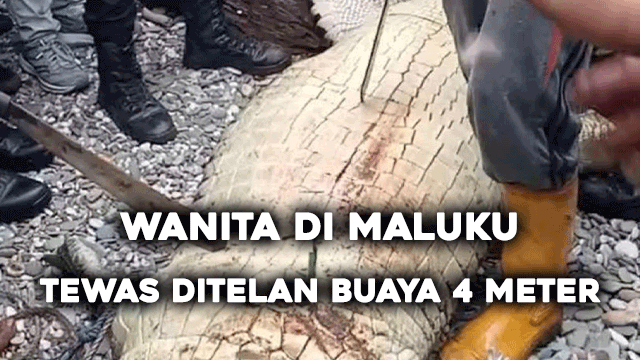 Wanita di Maluku Tewas Ditelan Buaya 4 Meter